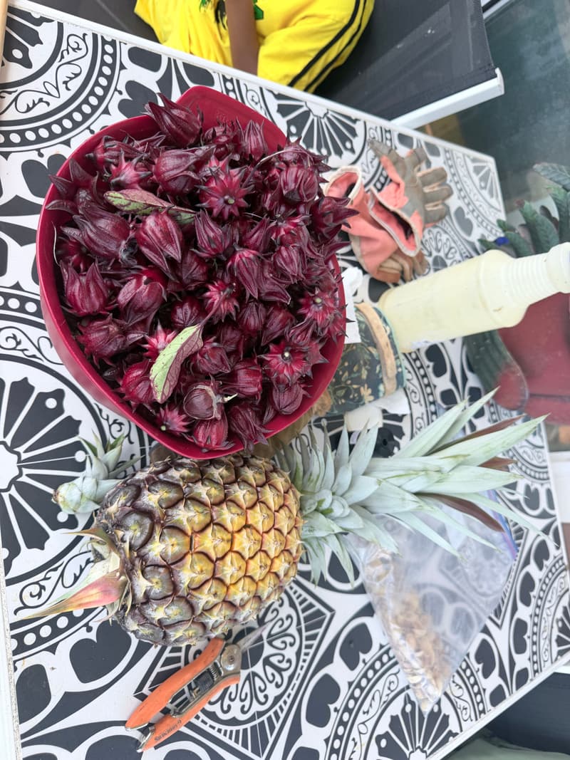 A bowl of freshly picked deep-red sorrel calyces beside a pineapple