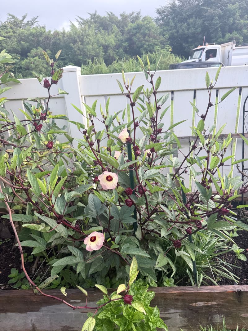 A Jamaican sorrel plant with red stems and pale pink flowers growing beside a white garden fence